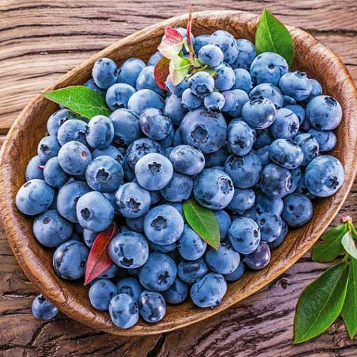 Blueberry 'Blueray' light blue berries
