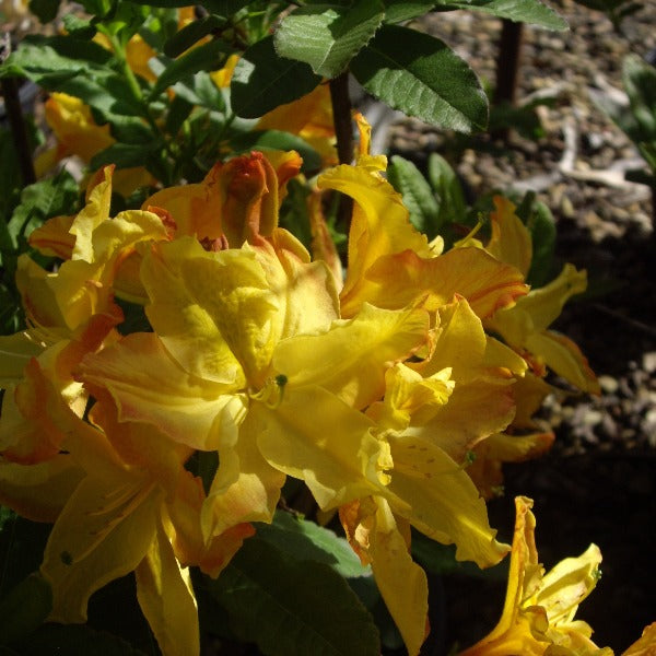 Mollis Azalea | Butterfly