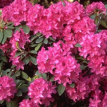 Load image into Gallery viewer, Rhododendron | Cynthia