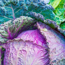 Load image into Gallery viewer, Cabbage 'Savoy Purple' | Vintage Heirloom Seeds