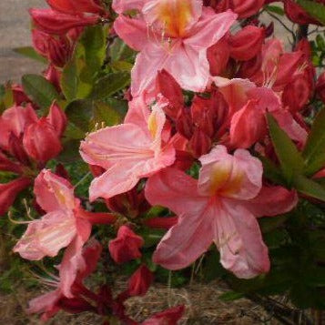 Mollis Azalea | Cecile