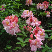 Load image into Gallery viewer, Mollis Azalea 'Cecile', deciduous shrub with deep green foliage and pink flowers that feature a yellow flare.