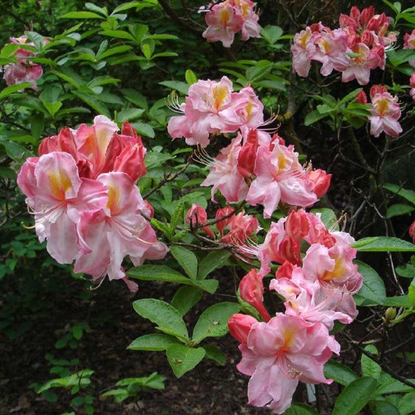 Mollis Azalea 'Cecile', deciduous shrub with deep green foliage and pink flowers that feature a yellow flare.