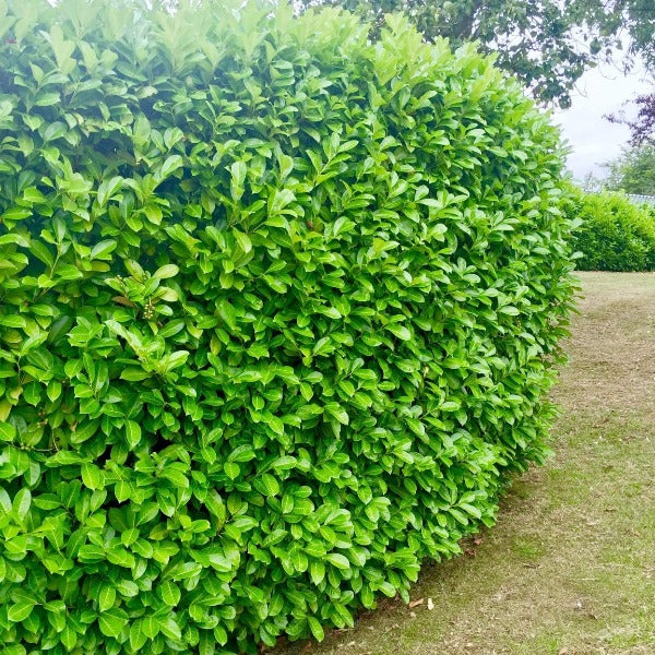 Cherry Laurel Tree. Perfect to use for hedging.