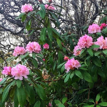 Load image into Gallery viewer, Rhododendron 'Christmas Cheer', evergreen shrub with bright, olive-green foliage and rounded trusses of blush-pink blooms.