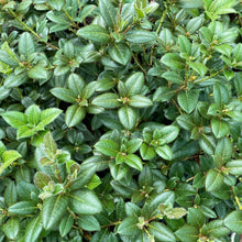 Load image into Gallery viewer, Rhododendron Cilpenense, mid green foliage of new plants.