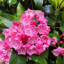 Load image into Gallery viewer, Kalmia latifolia 'Clementine Churchill', evergreen shrub with bright green foliage and rose-pink flowers with deep red markings.