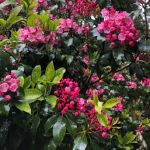 Load image into Gallery viewer, Kalmia latifolia | Clementine Churchill
