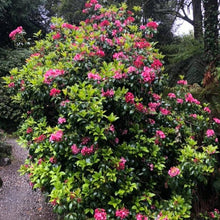 Load image into Gallery viewer, Kalmia latifolia | Clementine Churchill