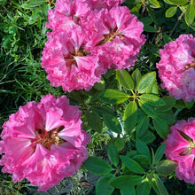 Load image into Gallery viewer, Rhododendron 'College Pink'. trusses of hot pink blooms and mid-green foliage