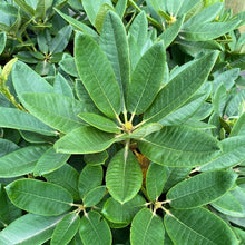 Load image into Gallery viewer, Rhododendron College Pink green foliage