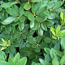 Load image into Gallery viewer, Rhododendron College Pink green foliage
