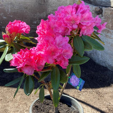 Load image into Gallery viewer, Rhododendron | College Pink