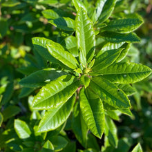 Load image into Gallery viewer, Rhododendron Colonel Coen pointy green foliage