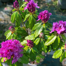 Load image into Gallery viewer, Rhododendron 'Colonel Coen' , evergreen shrub with glossy mid-green foliage and trusses of deep-purple flowers.