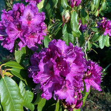 Load image into Gallery viewer, Rhododendron 'Colonel Coen' , evergreen shrub with glossy mid-green foliage and trusses of deep-purple flowers.