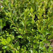 Load image into Gallery viewer, Azalea Coral Bells green foliage