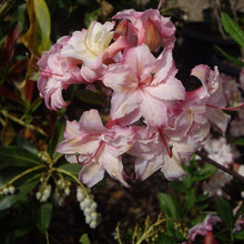 Load image into Gallery viewer, Mollis Azalea | Corneille
