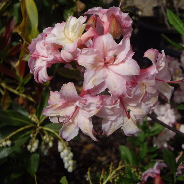 Mollis Azalea | Corneille