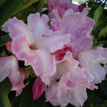 Load image into Gallery viewer, Rhododendron 'Cotton Candy', evergreen shrub with dark-green foliage and trusses of funnel-shaped, pastel-pink blooms.