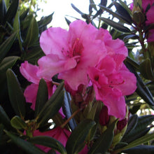 Load image into Gallery viewer, Rhododendron | Creole Belle