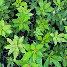 Load image into Gallery viewer, Rhododendron | Creole Belle