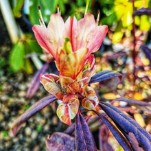 Load image into Gallery viewer, Rhododendron Crossbill. Striking bronze red foliage.