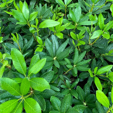 Load image into Gallery viewer, Rhododendron 'Cunningham's White', young green foliage