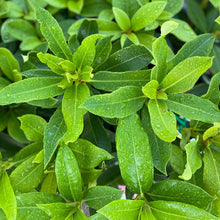 Load image into Gallery viewer, Rhododendron | Dame Nellie Melba