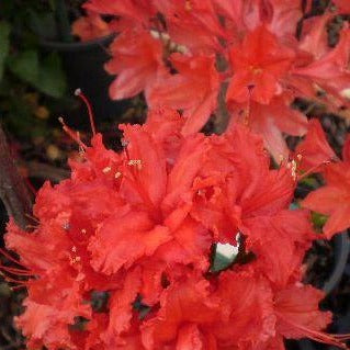 Mollis Azalea | Dark Red Ilam