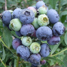 Load image into Gallery viewer, Blueberry | Darrow