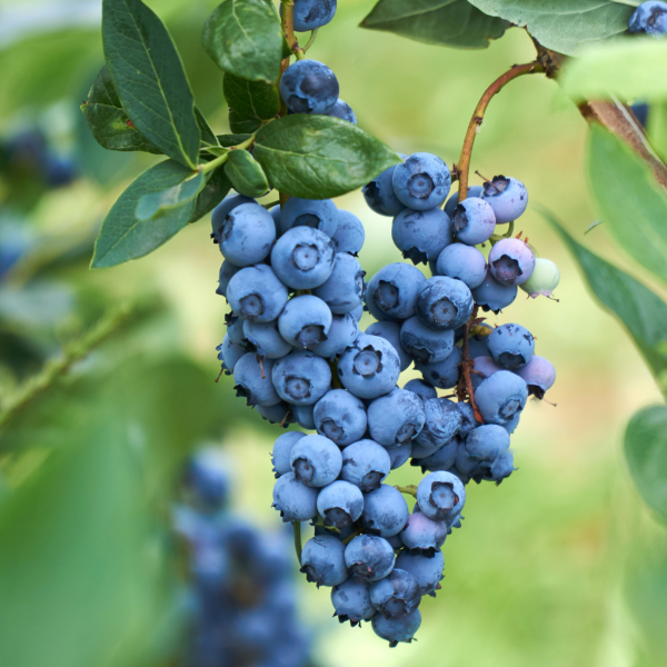 Blueberry ' Darrow' Southern Highbush