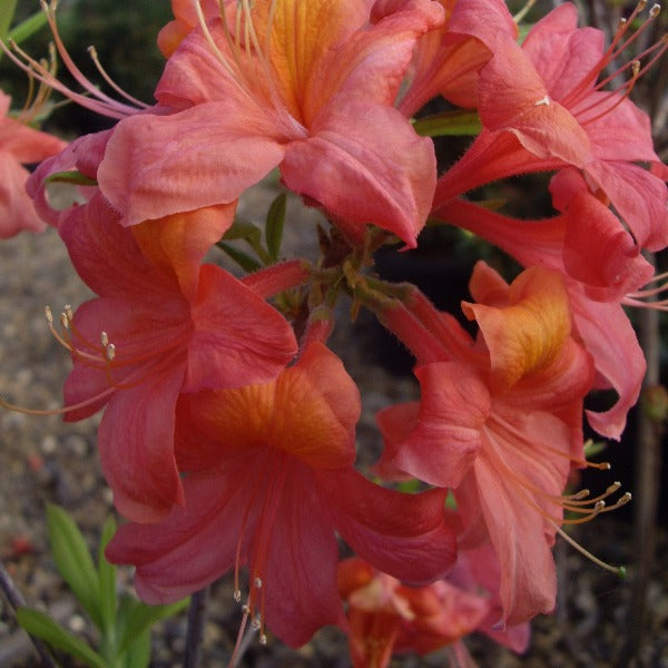 Mollis Azalea | Daybreak