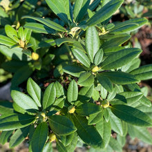 Load image into Gallery viewer, Rhododendron 'Doc' small pointy green foliage