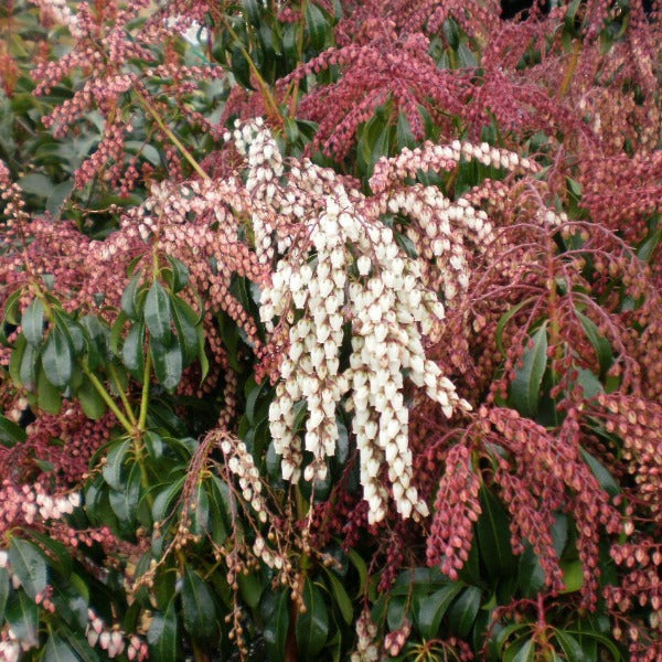 Pieris 'Dorothy Wyckoff', evergreen shrub with glossy deep-green foliage and cascades of rose-pink blooms.