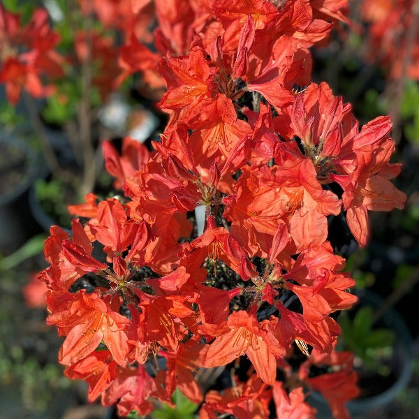 Mollis Azalea 'Dr Oosthoek' burnt orange flowers on bare stems