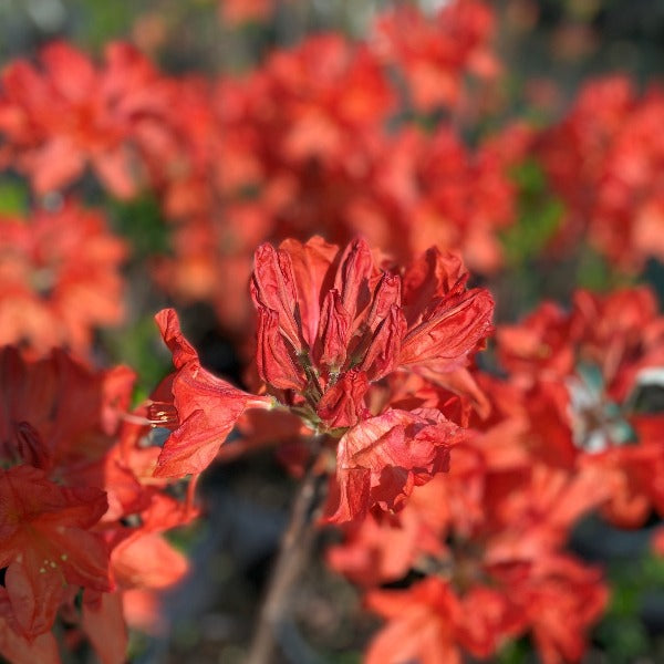 Mollis Azalea 'Dr Oosthoek', deciduous shrub, burnt orange coloured flowers on bare stems
