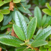 Load image into Gallery viewer, Rhododendron | Elizabeth