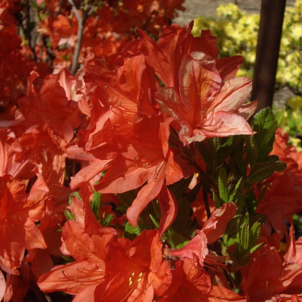 Mollis Azalea 'Early Orange', deciduous shrub features bright green foliage and bright orange-red funnel-shaped blooms.