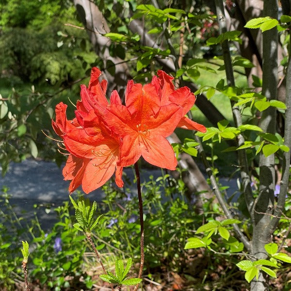 Mollis Azalea | Early Orange