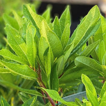 Load image into Gallery viewer, Rhododendron Elegans green foliage