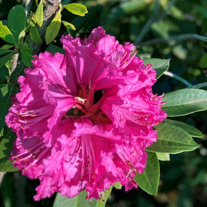 Rhododendron 'Elegans', evergreen shrub with trusses of bell-shaped flowers in bright cerise-pink with wavy edges.