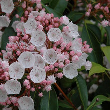 Load image into Gallery viewer, Kalmia latifolia 'Elf', evergreen shrub with dark-green foliage and clusters of almost-white flowers.