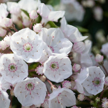 Load image into Gallery viewer, Kalmia latifolia | Elf
