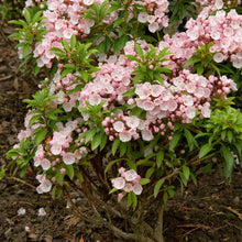 Load image into Gallery viewer, Kalmia latifolia | Elf