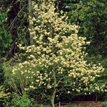 Load image into Gallery viewer, Magnolia | Elizabeth