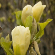 Load image into Gallery viewer, Magnolia | Elizabeth