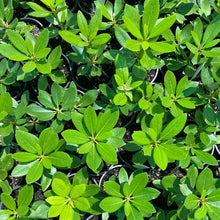 Load image into Gallery viewer, Rhododendron Everestanium green foliage on baby plants