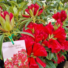 Load image into Gallery viewer, Rhododendron 'Faith Henty', trusses of bright red flowers.