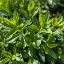 Load image into Gallery viewer, Azalea Favorite green foliage